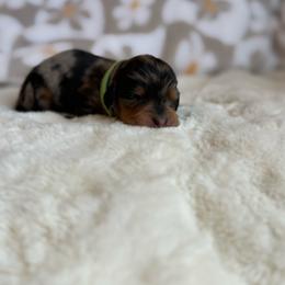 Rooster - Dapple male Dachshund puppy in Morristown, Tennessee from Hillside Hounds