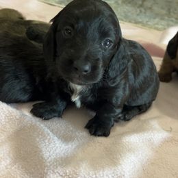 Izzy - Black female Dachshund puppy in Wayland, Iowa from CR Kennels