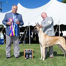 Great Dane Puppies from Alpine Great Danes
