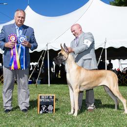 Great Dane Puppies from Alpine Great Danes
