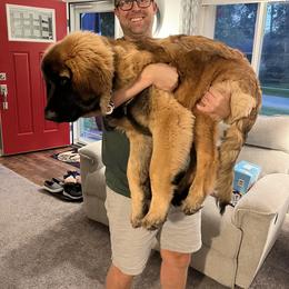 Leonberger and Miniature Australian Shepherd Puppies from Bear Pond Aussies / Leonbergers of Maine