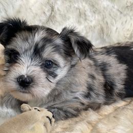 Jingle - Parti female Yorkshire Terrier puppy in Bennettsville, South Carolina from Cottonwood Maltese