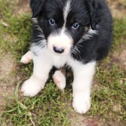 Boy 4 - Australian Shepherd puppy in West Virginia from Heartfelt Hollow Farm
