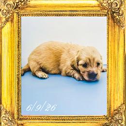 Princess Eleanor - Cream female Dachshund puppy in Splendora, Texas from Ram’s Kennels