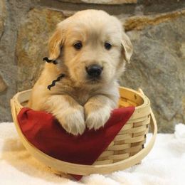 Golden Retriever Puppies from Double Down Retrievers
