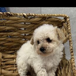 Poodle puppies from Suncreek Puppies