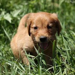 Missy Yellow Boy - Dark golden male Golden Retriever puppy in Idaho Falls, Idaho from Once Upon A Dream Kennels