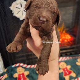 Hot Chocolate - Chocolate male Goldendoodle puppy in Pennsylvania from Pennsylvanian Puppies