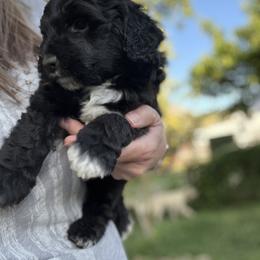 Golden Aussiedoodle and Goldendoodle Puppies from Wild Rose Tiny Poodles & Doodles