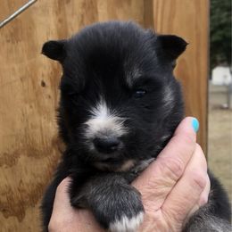Slate - Agouti and white male Siberian Husky puppy in Thomasville, Georgia from Southern Blues Siberian Huskies