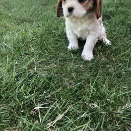 Cavalier King Charles Spaniel Puppies from Christina’s Cavaliers