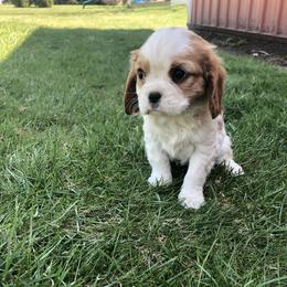 Cavalier King Charles Spaniel Puppies from Christina’s Cavaliers