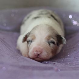 "One week pictures!" Australian Shepherd Puppies from Mezzo Australian Shepherds