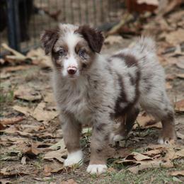 Ian - Red merle male Australian Shepherd puppy in Violet Hill, Arkansas from Sweets' Cattle Co and Australian Shepherds