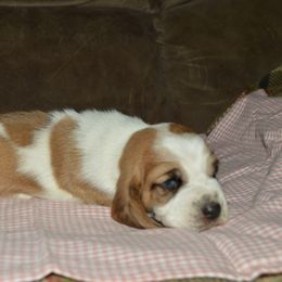 Basset Hound and Bloodhound Puppies from Out Law Hounds Den