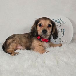 Nicholas - Cream male Dachshund puppy in Pryor, Oklahoma from Mighty Paws Manor