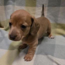 Red - Fawn (isabella) and cream male Dachshund puppy in Mulberry, Florida from J's Mini Dachshunds