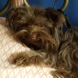 Yorkshire Terriers from My Pure Yorkies