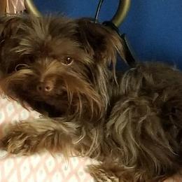 Yorkshire Terriers from My Pure Yorkies
