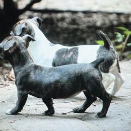 Odyssey - Sable and white female Teddy Roosevelt Terrier puppy in Cumming, Georgia from Barnett’s Rambling Terriers
