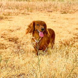 Roux - Dachshund