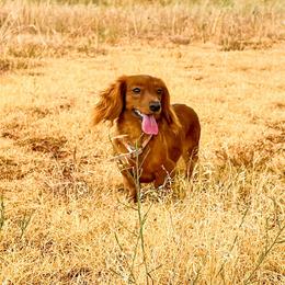 Roux - Dachshund