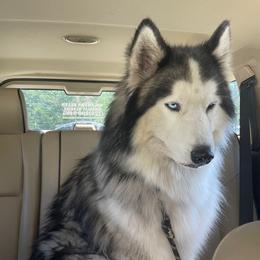 Nikolai - Siberian Husky