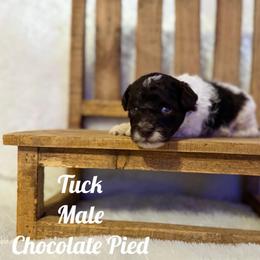 Tuck - Parti male Assorted Doodle Crosses puppy in Garland, Texas from Brewer's Doodles and French Bulldogs