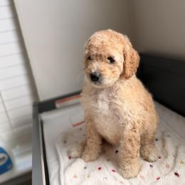 Cavapoo and Goldendoodle Puppies from Dori