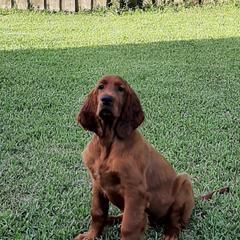 Irish Setter Puppies from MJ's Small Town Irish Setters