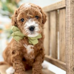 Val - Red  male Goldendoodle puppy in Queen Creek, Arizona from Goldendoodle AZ