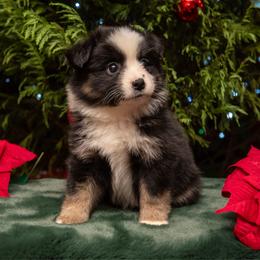 Bellatrix - Black tri female Miniature Australian Shepherd puppy in Lacombe, Louisiana from Indigo River Toy & Mini Aussies