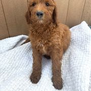 Brown - Red female Irish Doodle puppy in Bloomfield, Iowa from Schooley Doodles