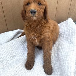 Brown - Red female Irish Doodle puppy in Bloomfield, Iowa from Schooley Doodles