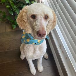 LJ - Poodle
