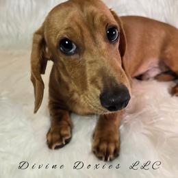 Cooper -DNA- 2,399 - Red male Dachshund puppy in Kansas City, Missouri from Divine Doxies LLC
