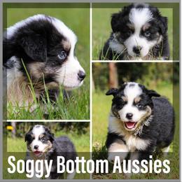 Australian Shepherd Puppies from Soggy Bottom Farms