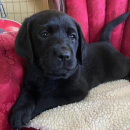 Boy 1 - Black male Labrador Retriever puppy in Maynardville, Tennessee from Three Bears Labradors