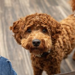 Arabella - Aussiedoodle