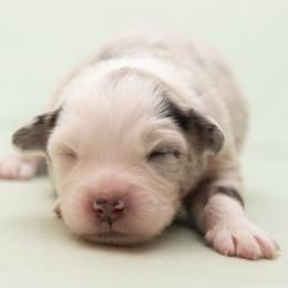 Jovie - Blue merle female Miniature Australian Shepherd puppy in Lacombe, Louisiana from Indigo River Aussies