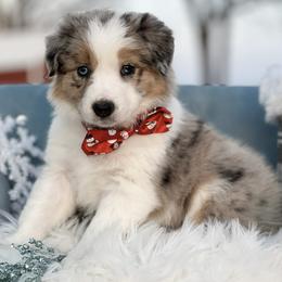 Aurora - Blue merle female Border Collie puppy in Conway, Missouri from 2J 2K Border Collies | Maremma Sheepdogs