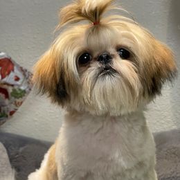 Wagyu - Shih Tzu