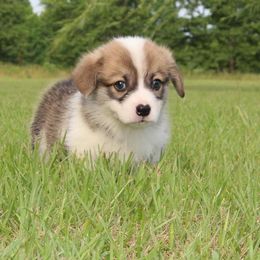 Pembroke Welsh Corgi Puppies from Texas Three Corgis
