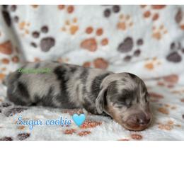 Sugar cookie - Dapple male Dachshund puppy in New Mexico from Long Dog Ranch