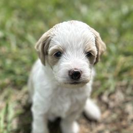 Dustin - Parti male Goldendoodle puppy in Franklin, North Carolina from Creekside Cottage Doodles