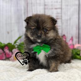 Tigger - Brindle male Pomeranian puppy in Nashville, Arkansas from Cuddles n Curls