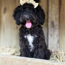 Elara - Black tri-color female Aussiedoodle puppy in Centreville, Mississippi from Trin's Designer Doodles