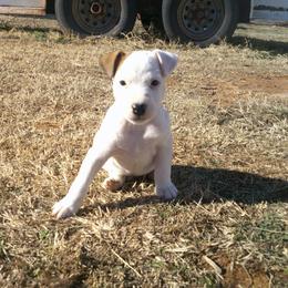 Cowboy - Tri-colored male Parson Russell Terrier puppy in Carney, Oklahoma from River Run Parson Russell terriers & River Run Ridgebacks