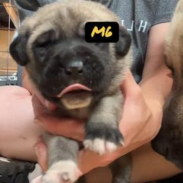 Male 6 - Fawn male Anatolian Shepherd Dog puppy in Daggett, Michigan from T&S Anatolians