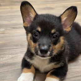 Boy 3 - Black and tan male Pembroke Welsh Corgi puppy in Middleburg, Florida from Mulkeys Little Corgis